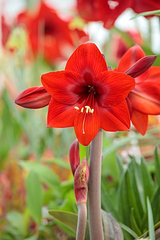 WEST_DEAN_GARDENS_SUSSEX_RED_FLOWERS_OF_AMARYLLIS_HIPPEASTRUM_RAPIDO_COLIBRI_GROUP_BULBS_APRIL_GREEN