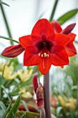 WEST DEAN GARDENS, SUSSEX: RED FLOWERS OF AMARYLLIS, HIPPEASTRUM RAPIDO, COLIBRI GROUP, BULBS, APRIL, GREENHOUSE, GLASSHOUSE