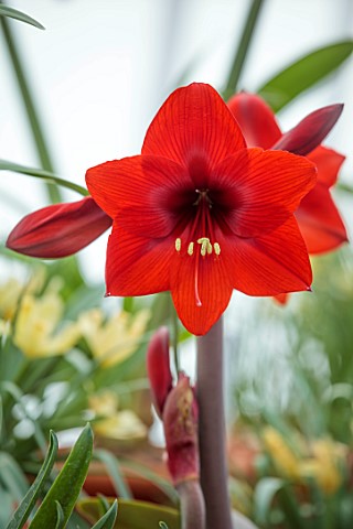 WEST_DEAN_GARDENS_SUSSEX_RED_FLOWERS_OF_AMARYLLIS_HIPPEASTRUM_RAPIDO_COLIBRI_GROUP_BULBS_APRIL_GREEN
