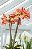 WEST DEAN GARDENS, SUSSEX: RED, WHITE FLOWERS OF AMARYLLIS, HIPPEASTRUM FAIRYTALE, BULBS, APRIL, GREENHOUSE, GLASSHOUSE