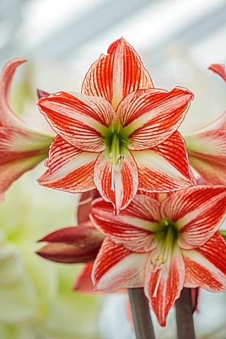 WEST_DEAN_GARDENS_SUSSEX_RED_WHITE_FLOWERS_OF_AMARYLLIS_HIPPEASTRUM_FAIRYTALE_BULBS_APRIL_GREENHOUSE