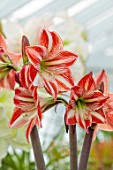 WEST DEAN GARDENS, SUSSEX: RED, WHITE FLOWERS OF AMARYLLIS, HIPPEASTRUM FAIRYTALE, BULBS, APRIL, GREENHOUSE, GLASSHOUSE