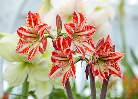 WEST_DEAN_GARDENS_SUSSEX_RED_WHITE_FLOWERS_OF_AMARYLLIS_HIPPEASTRUM_FAIRYTALE_BULBS_APRIL_GREENHOUSE