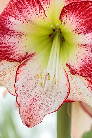 WEST_DEAN_GARDENS_SUSSEX_RED_WHITE_FLOWERS_OF_AMARYLLIS_HIPPEASTRUM_FLAMINGO_QUEEN_BULBS_APRIL_GREEN