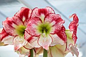 WEST DEAN GARDENS, SUSSEX: RED, WHITE FLOWERS OF AMARYLLIS, HIPPEASTRUM FLAMINGO QUEEN, BULBS, APRIL, GREENHOUSE, GLASSHOUSE