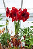WEST DEAN GARDENS, SUSSEX: RED FLOWERS OF AMARYLLIS, HIPPEASTRUM MAGNUM, BULBS, APRIL, GREENHOUSE, GLASSHOUSE