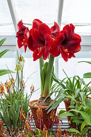 WEST_DEAN_GARDENS_SUSSEX_RED_FLOWERS_OF_AMARYLLIS_HIPPEASTRUM_MAGNUM_BULBS_APRIL_GREENHOUSE_GLASSHOU