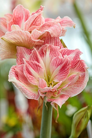 WEST_DEAN_GARDENS_SUSSEX_PINK_WHITE_FLOWERS_OF_AMARYLLIS_HIPPEASTRUM_PRETTY_NYMPH_BULBS_APRIL_GREENH
