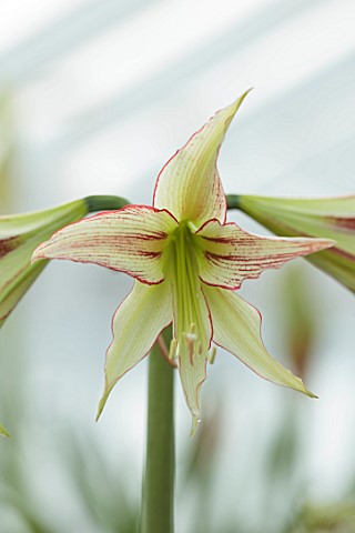 WEST_DEAN_GARDENS_SUSSEX_GREEN_RED_FLOWERS_OF_AMARYLLIS_HIPPEASTRUM_EMERALD_BULBS_APRIL_GREENHOUSE_G