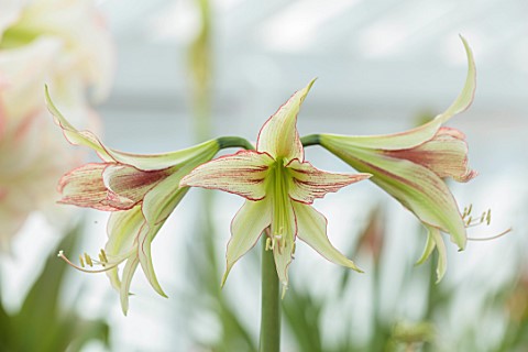 WEST_DEAN_GARDENS_SUSSEX_GREEN_RED_FLOWERS_OF_AMARYLLIS_HIPPEASTRUM_EMERALD_BULBS_APRIL_GREENHOUSE_G