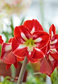 WEST DEAN GARDENS, SUSSEX: WHITE, RED FLOWERS OF AMARYLLIS, HIPPEASTRUM DYNASTY, BULBS, APRIL, GREENHOUSE, GLASSHOUSE