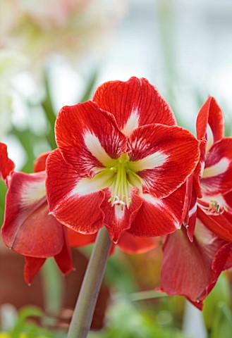 WEST_DEAN_GARDENS_SUSSEX_WHITE_RED_FLOWERS_OF_AMARYLLIS_HIPPEASTRUM_DYNASTY_BULBS_APRIL_GREENHOUSE_G