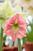WEST DEAN GARDENS, SUSSEX: WHITE, PINK FLOWERS OF AMARYLLIS, HIPPEASTRUM EXPOSURE, BULBS, APRIL, GREENHOUSE, GLASSHOUSE