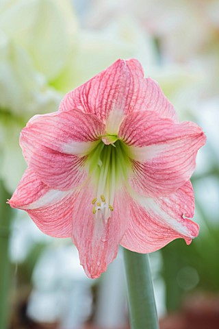 WEST_DEAN_GARDENS_SUSSEX_WHITE_PINK_FLOWERS_OF_AMARYLLIS_HIPPEASTRUM_EXPOSURE_BULBS_APRIL_GREENHOUSE