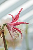 WEST DEAN GARDENS, SUSSEX: WHITE, PINK FLOWERS OF AMARYLLIS, HIPPEASTRUM QUITO, BULBS, APRIL, GREENHOUSE, GLASSHOUSE