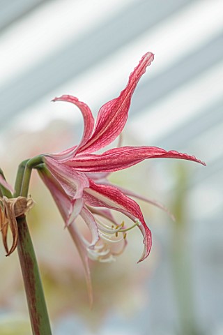 WEST_DEAN_GARDENS_SUSSEX_WHITE_PINK_FLOWERS_OF_AMARYLLIS_HIPPEASTRUM_QUITO_BULBS_APRIL_GREENHOUSE_GL