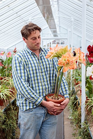 WEST_DEAN_GARDENS_SUSSEX_AMARYLLIS_COLLECTION_GREENHOUSE_GLASSHOUSE_BULBS_TOM_BROWN_HOLDING_HIPPEAST