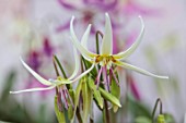 TWELVE NUNNS, LINCOLNSHIRE: CREAM, YELLOW, RED, FLOWERS OF DOGS TOOTH VIOLET - ERYTHRONIUM HARVINGTON IMOGEN, SPRING, FLOWERS, BLOOMS, WOODLAND, BULBS