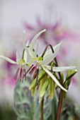 TWELVE NUNNS, LINCOLNSHIRE: CREAM, YELLOW, RED, FLOWERS OF DOGS TOOTH VIOLET - ERYTHRONIUM HARVINGTON IMOGEN, SPRING, FLOWERS, BLOOMS, WOODLAND, BULBS