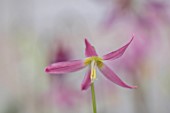 TWELVE NUNNS, LINCOLNSHIRE: PINK FLOWERS OF DOGS TOOTH VIOLET - ERYTHRONIUM HARVINGTON ISABEL, SPRING, FLOWERS, BLOOMS, WOODLAND, BULBS