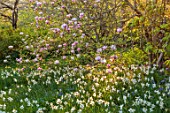 GRAVETYE MANOR, SUSSEX: APRIL, SPRING, WOODLAND, DAFFODILS, NARCISSUS, MAGNOLIA, BLOOMS, FLOWERS