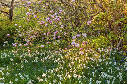 GRAVETYE_MANOR_SUSSEX_APRIL_SPRING_WOODLAND_DAFFODILS_NARCISSUS_MAGNOLIA_BLOOMS_FLOWERS