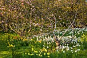 GRAVETYE MANOR, SUSSEX: APRIL, SPRING, WOODLAND, DAFFODILS, NARCISSUS, MAGNOLIA, BLOOMS, FLOWERS