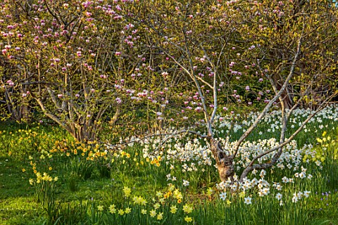 GRAVETYE_MANOR_SUSSEX_APRIL_SPRING_WOODLAND_DAFFODILS_NARCISSUS_MAGNOLIA_BLOOMS_FLOWERS