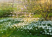 GRAVETYE MANOR, SUSSEX: APRIL, SPRING, WOODLAND, DAFFODILS, NARCISSUS, MAGNOLIA, BLOOMS, FLOWERS, ABSTRACT , MOVEMENT