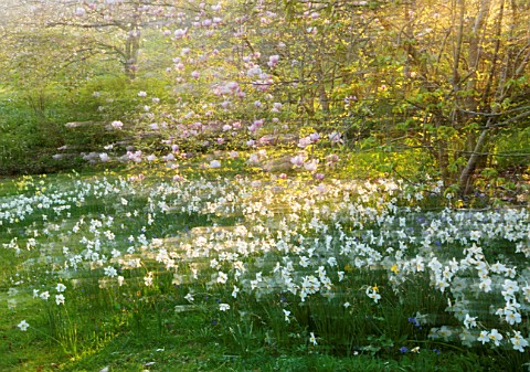 GRAVETYE_MANOR_SUSSEX_APRIL_SPRING_WOODLAND_DAFFODILS_NARCISSUS_MAGNOLIA_BLOOMS_FLOWERS_ABSTRACT__MO