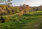 GRAVETYE MANOR, SUSSEX: LAWN, ORCHARD, TREES, SPRING, APRIL, DAFFODILS, EVENING LIGHT