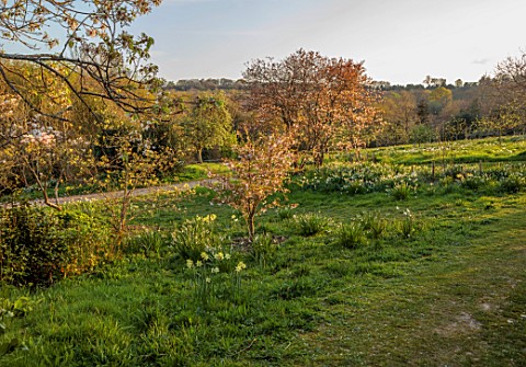 GRAVETYE_MANOR_SUSSEX_LAWN_ORCHARD_TREES_SPRING_APRIL_DAFFODILS_EVENING_LIGHT