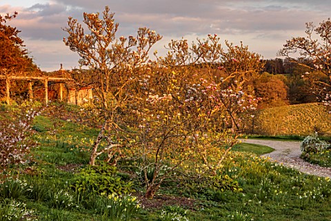 GRAVETYE_MANOR_SUSSEX_LAWN_ORCHARD_TREES_SPRING_APRIL_DAFFODILS_MAGNOLIAS_EVENING_LIGHT
