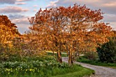 GRAVETYE MANOR, SUSSEX: LAWN, ORCHARD, TREES, SPRING, APRIL, DAFFODILS, AMELANCHIER, EVENING LIGHT