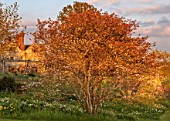 GRAVETYE MANOR, SUSSEX: LAWN, ORCHARD, TREES, SPRING, APRIL, DAFFODILS, AMELANCHIER, EVENING LIGHT