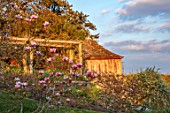 GRAVETYE MANOR, SUSSEX: LAWN, ORCHARD, TREES, SPRING, APRIL, MAGNOLIAS, EVENING LIGHT, SUMMERHOUSE, SUMMER, HOUSE