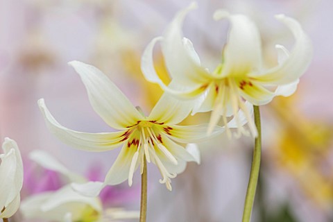 TWELVE_NUNNS_LINCOLNSHIRE_CREAM_YELLOW_RED_FLOWERS_OF_DOGS_TOOTH_VIOLET__ERYTHRONIUM_WHITE_BEAUTY_SP