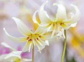 TWELVE NUNNS, LINCOLNSHIRE: CREAM, YELLOW, RED, FLOWERS OF DOGS TOOTH VIOLET - ERYTHRONIUM WHITE BEAUTY, SPRING, FLOWERS, BLOOMS, WOODLAND, BULBS