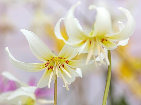 TWELVE_NUNNS_LINCOLNSHIRE_CREAM_YELLOW_RED_FLOWERS_OF_DOGS_TOOTH_VIOLET__ERYTHRONIUM_WHITE_BEAUTY_SP