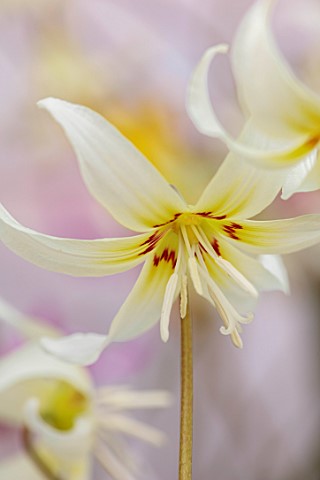 TWELVE_NUNNS_LINCOLNSHIRE_CREAM_YELLOW_RED_FLOWERS_OF_DOGS_TOOTH_VIOLET__ERYTHRONIUM_CALIFORNICUM_WH
