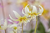 TWELVE NUNNS, LINCOLNSHIRE: CREAM, YELLOW, RED, FLOWERS OF DOGS TOOTH VIOLET - ERYTHRONIUM CALIFORNICUM WHITE BEAUTY, SPRING, FLOWERS, BLOOMS, WOODLAND, BULBS
