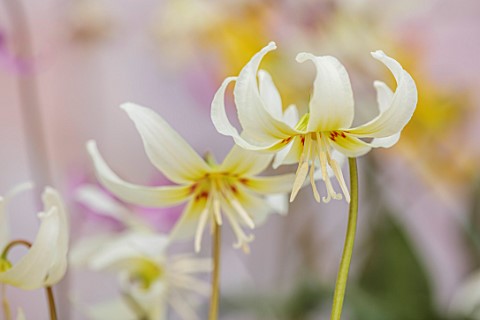 TWELVE_NUNNS_LINCOLNSHIRE_CREAM_YELLOW_RED_FLOWERS_OF_DOGS_TOOTH_VIOLET__ERYTHRONIUM_CALIFORNICUM_WH