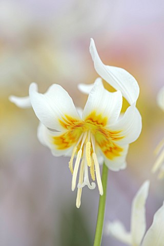 TWELVE_NUNNS_LINCOLNSHIRE_CREAM_YELLOW_FLOWERS_OF_DOGS_TOOTH_VIOLET__ERYTHRONIUM_HARVINGTON_SNOWGOOS