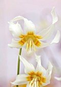 TWELVE NUNNS, LINCOLNSHIRE: CREAM, YELLOW FLOWERS OF DOGS TOOTH VIOLET - ERYTHRONIUM HARVINGTON SNOWGOOSE, SPRING, FLOWERS, BLOOMS, WOODLAND, BULBS
