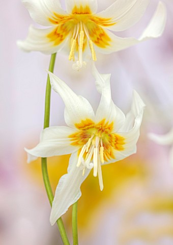 TWELVE_NUNNS_LINCOLNSHIRE_CREAM_YELLOW_FLOWERS_OF_DOGS_TOOTH_VIOLET__ERYTHRONIUM_HARVINGTON_SNOWGOOS