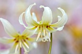 TWELVE NUNNS, LINCOLNSHIRE: PINK FLOWERS OF DOGS TOOTH VIOLET - ERYTHRONIUM CALIFORNICUM WHITE BEAUTY, SPRING, FLOWERS, BLOOMS, WOODLAND, BULBS