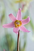 TWELVE NUNNS, LINCOLNSHIRE: PINK FLOWERS OF DOGS TOOTH VIOLET - ERYTHRONIUM HARVINGTON WILD SALMON, SPRING, FLOWERS, BLOOMS, WOODLAND, BULBS