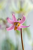 TWELVE NUNNS, LINCOLNSHIRE: PINK FLOWERS OF DOGS TOOTH VIOLET - ERYTHRONIUM HARVINGTON WILD SALMON, SPRING, FLOWERS, BLOOMS, WOODLAND, BULBS