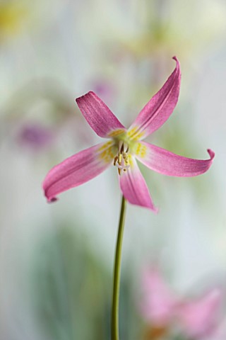TWELVE_NUNNS_LINCOLNSHIRE_PINK_FLOWERS_OF_DOGS_TOOTH_VIOLET__ERYTHRONIUM_HARVINGTON_ISABELLA_SPRING_