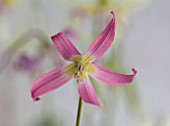 TWELVE NUNNS, LINCOLNSHIRE: PINK FLOWERS OF DOGS TOOTH VIOLET - ERYTHRONIUM HARVINGTON ISABELLA, SPRING, FLOWERS, BLOOMS, WOODLAND, BULBS